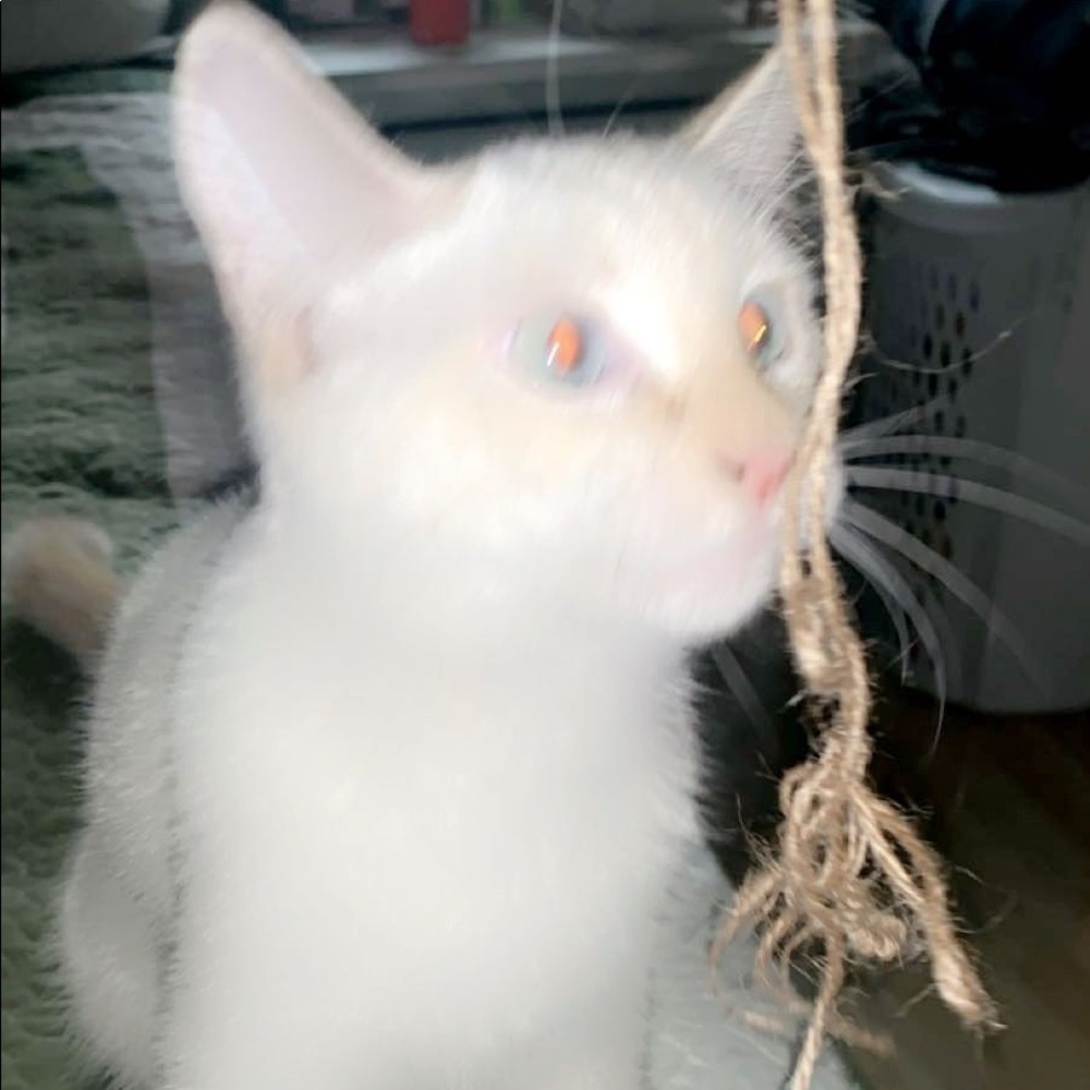 Meet your Posher, Jacqueline